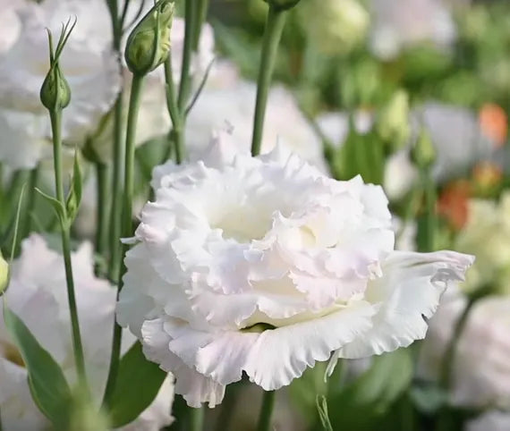 White Echo flower seeds