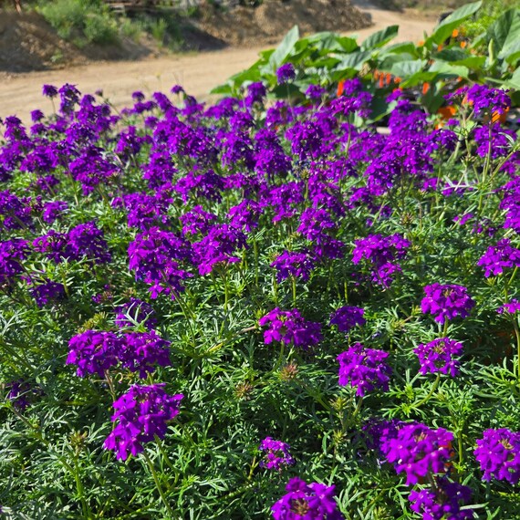 Purple Moss flower seeds