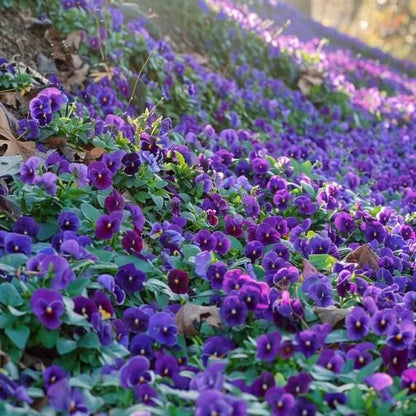 Purple Pansy plant