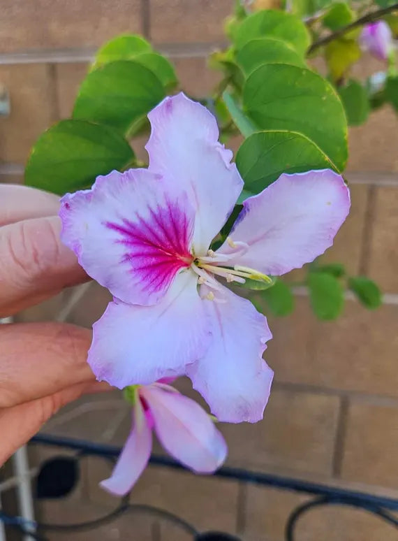 Light Pink flower seeds