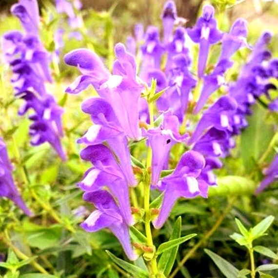 Blue Skullcap flower seeds