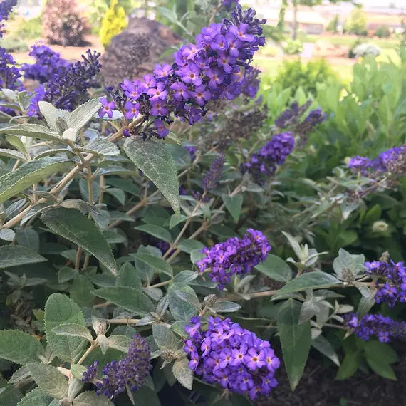 Dark Blue flower seeds
