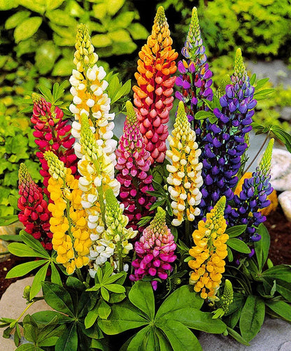 Mixed Tutti Frutti Lupine Flower Seeds for Planting – Heirloom Non-GMO Garden Seeds