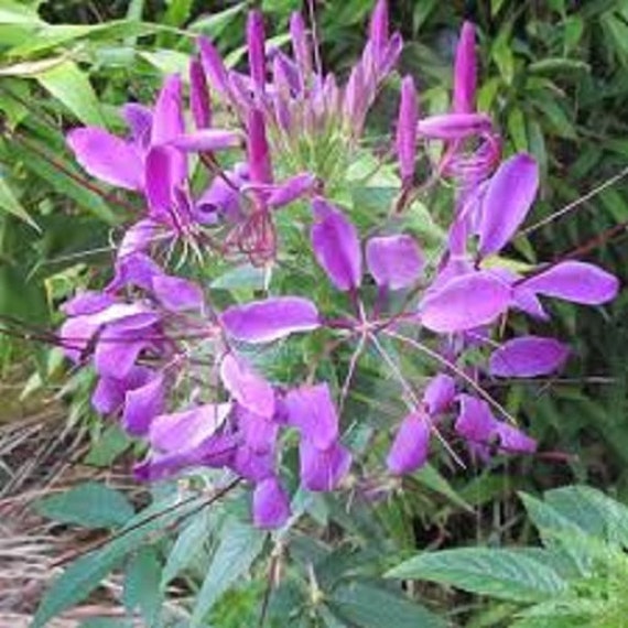 Violet Queen flower seeds
