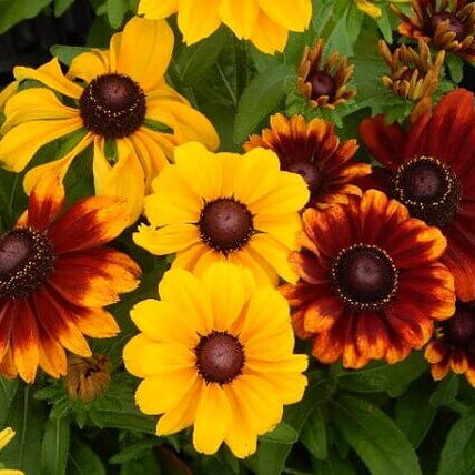Premium Hirta Rudbeckia plant