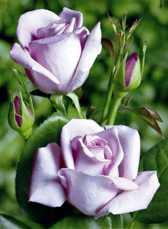 Light Purple flower seeds