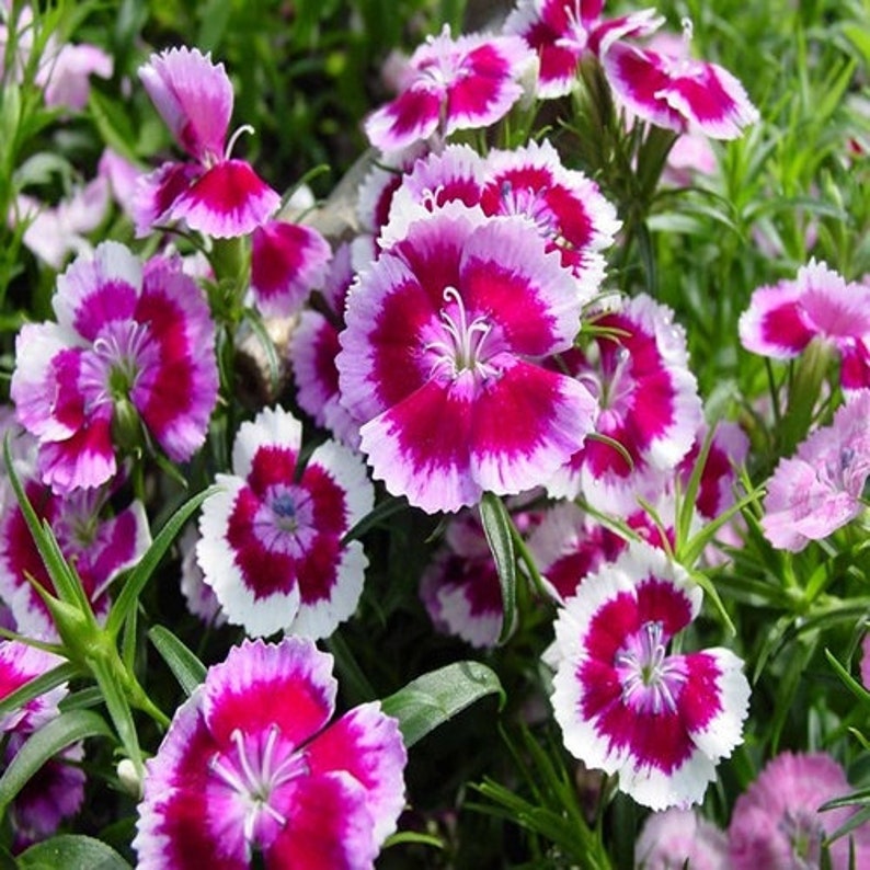 Pink And flower seeds