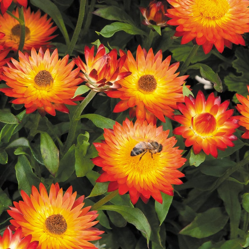 Orange Double flower seeds