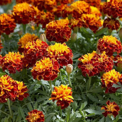 Marigold Flower Seeds for Planting – Heirloom Garden Flower Seeds