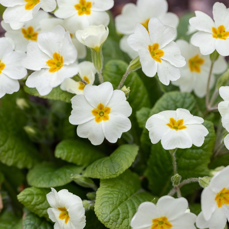 White Primrose flower seeds