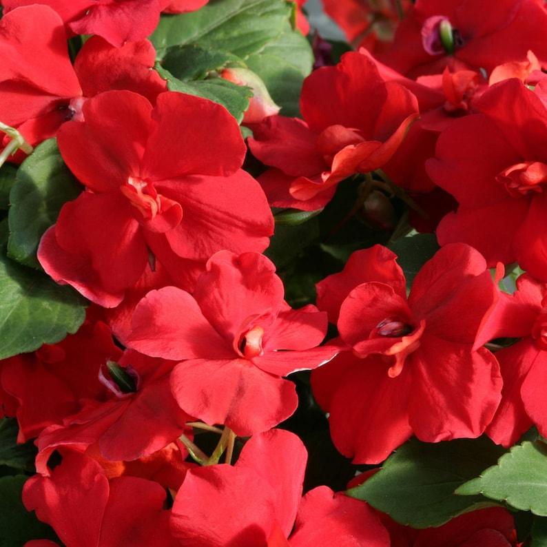 Impatiens flower seeds