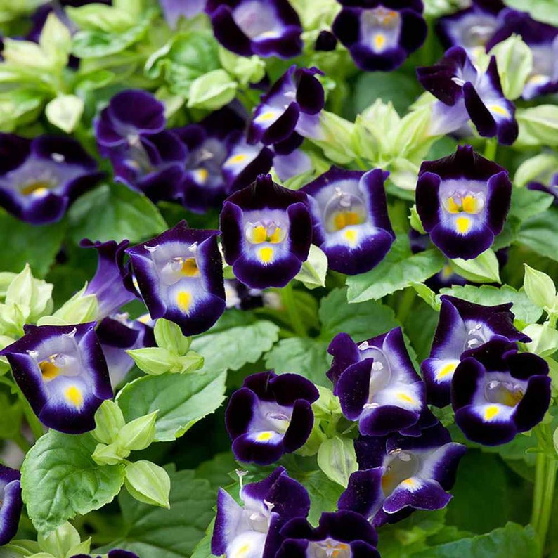 Deep Blue flower seeds