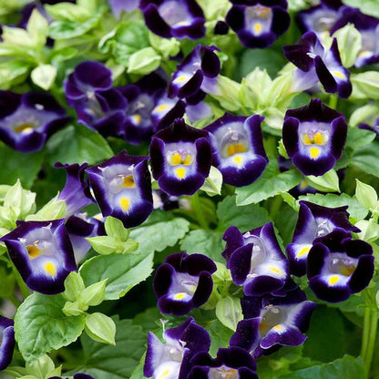 Deep Blue flower seeds