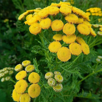 Tansy flower seeds