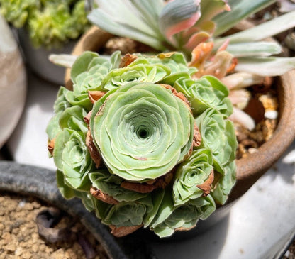 Greenovia flower seeds