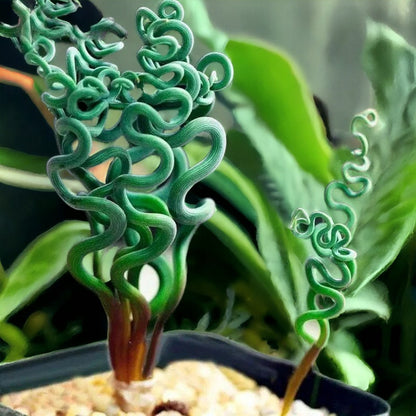 Spiral Ginger flower seeds