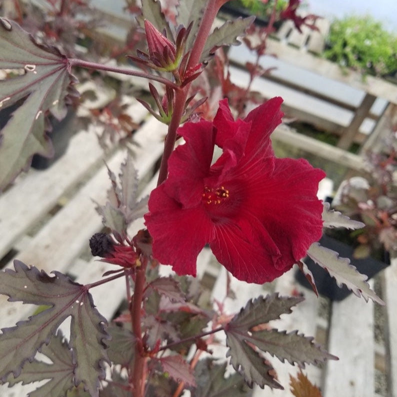 Burgundy Hibiscus flower seeds