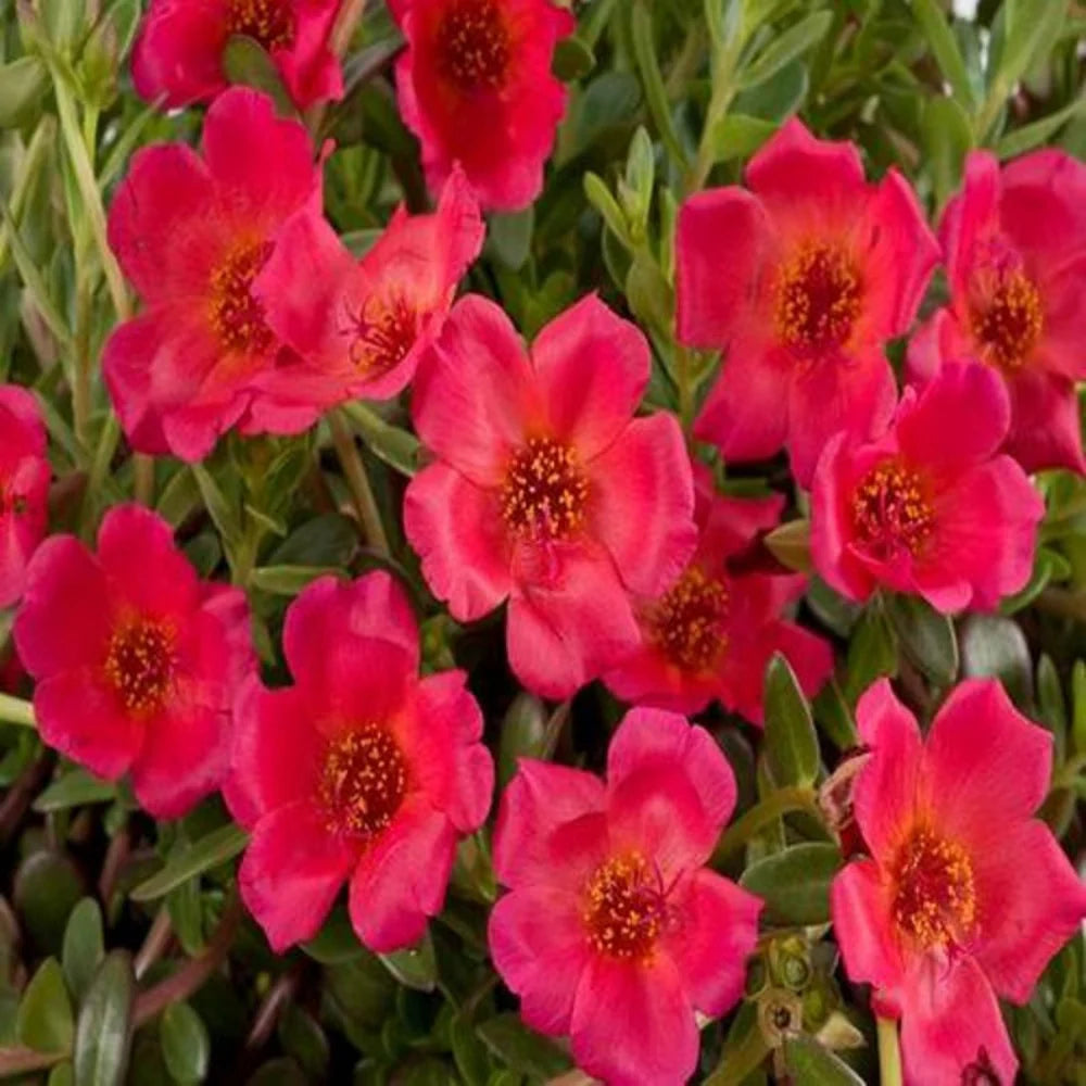 Red Calandrinia flower seeds