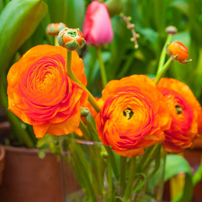 Persian Buttercup flower seeds