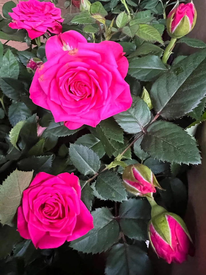 Deep Pink flower seeds