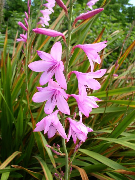 Watsonia Borbonica flower seeds