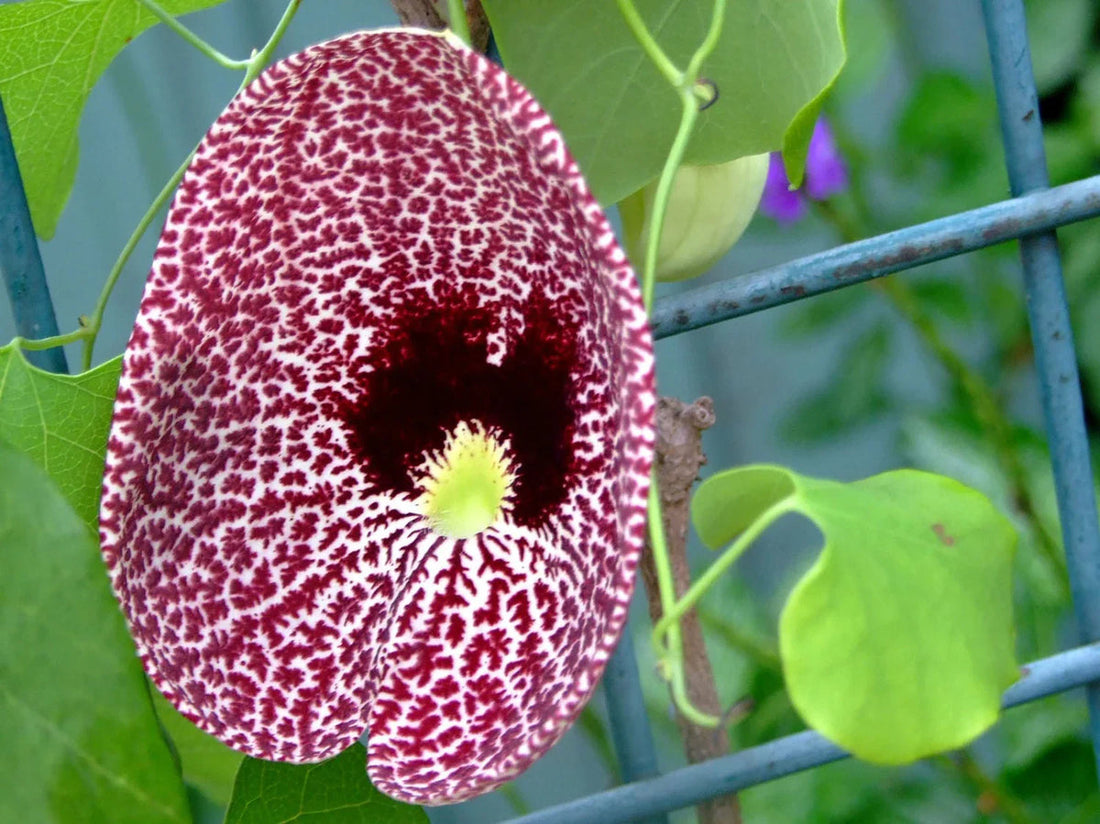 Aristolochia Elegans flower seeds