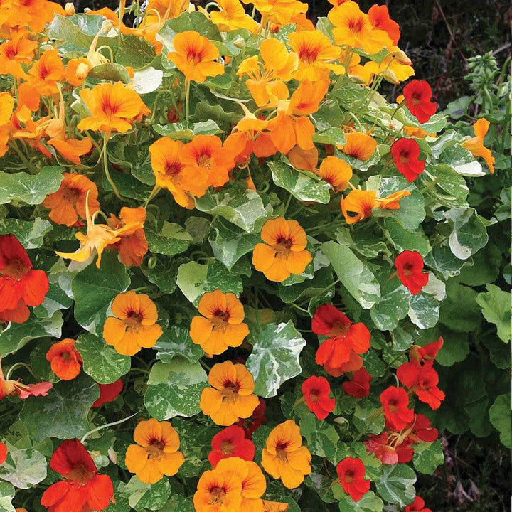 Nasturtium Jewel flower seeds