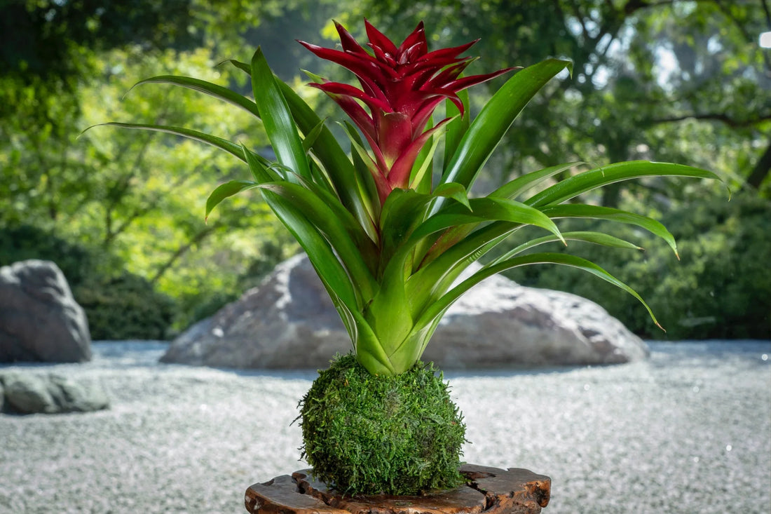 Burgundy Bromeliad flower seeds