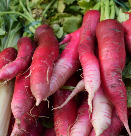China Rose Radish Vegetable Seeds for Planting – Heirloom Non-GMO Garden Seeds