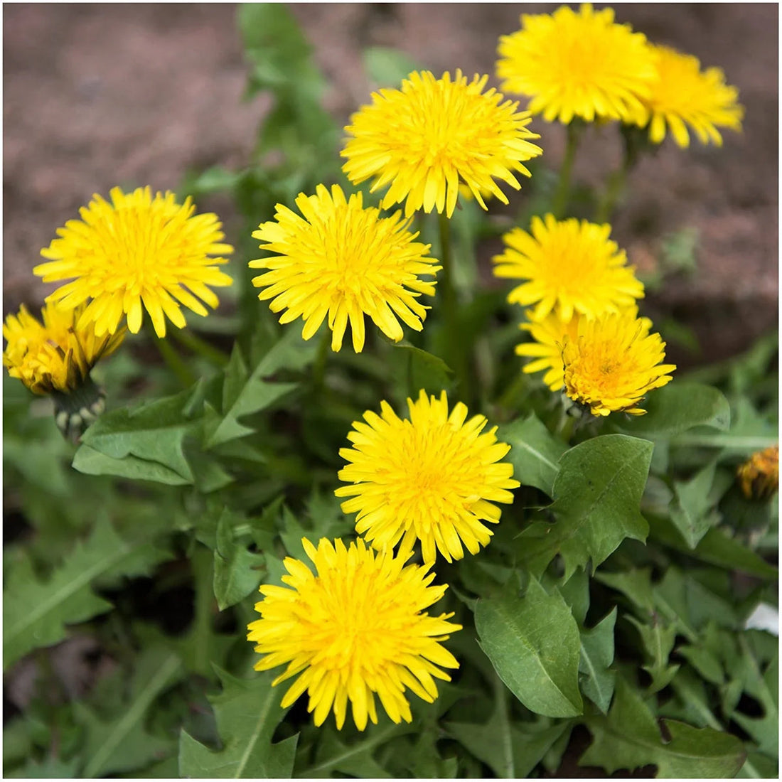Dandelion flower seeds