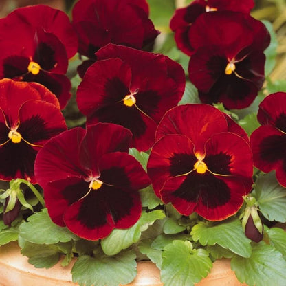 Alpenglow Pansy Viola plant