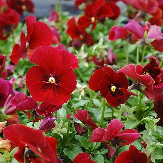 Alpenglow Pansy Viola plant