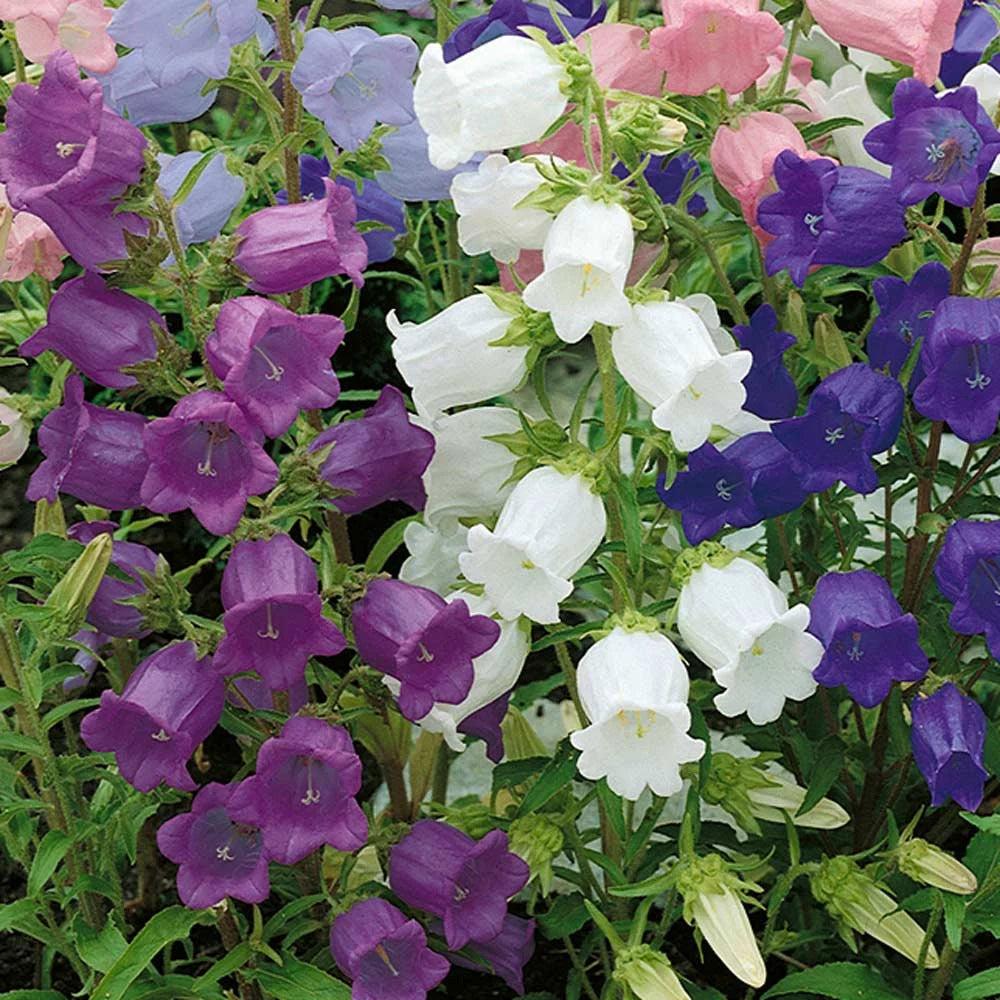 Field Bellflower flower seeds