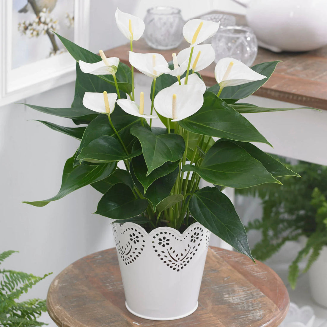 White Anthurium flower seeds