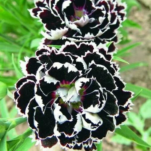 Carnations Black flower seeds