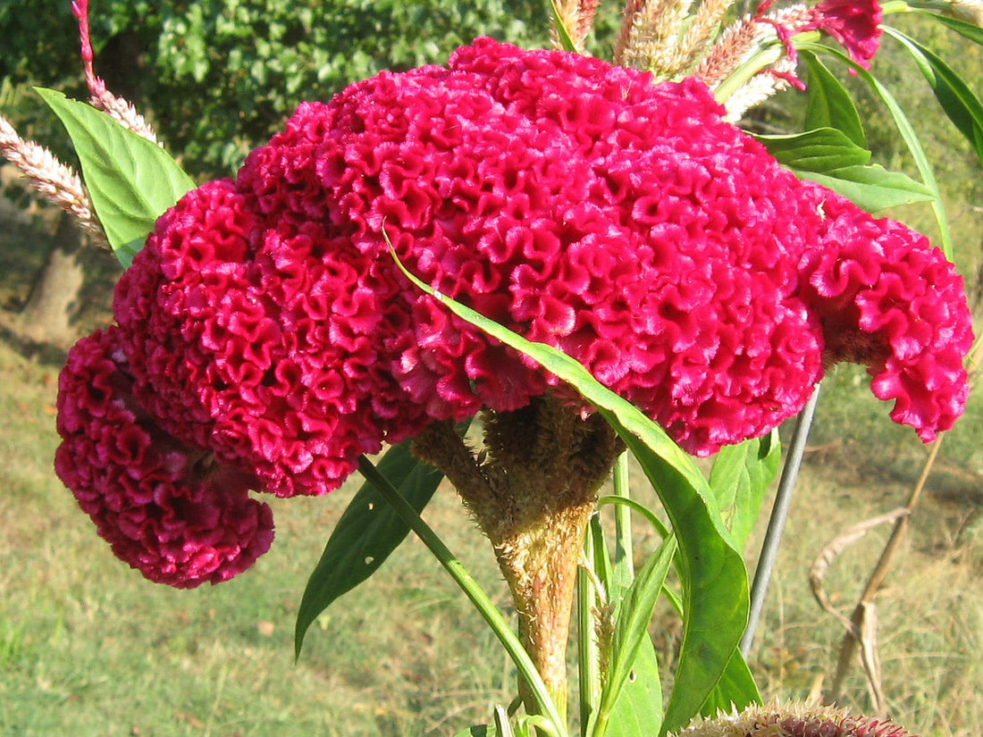 Rooster flower seeds