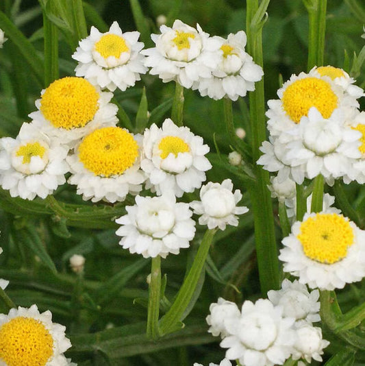 White Winged flower seeds