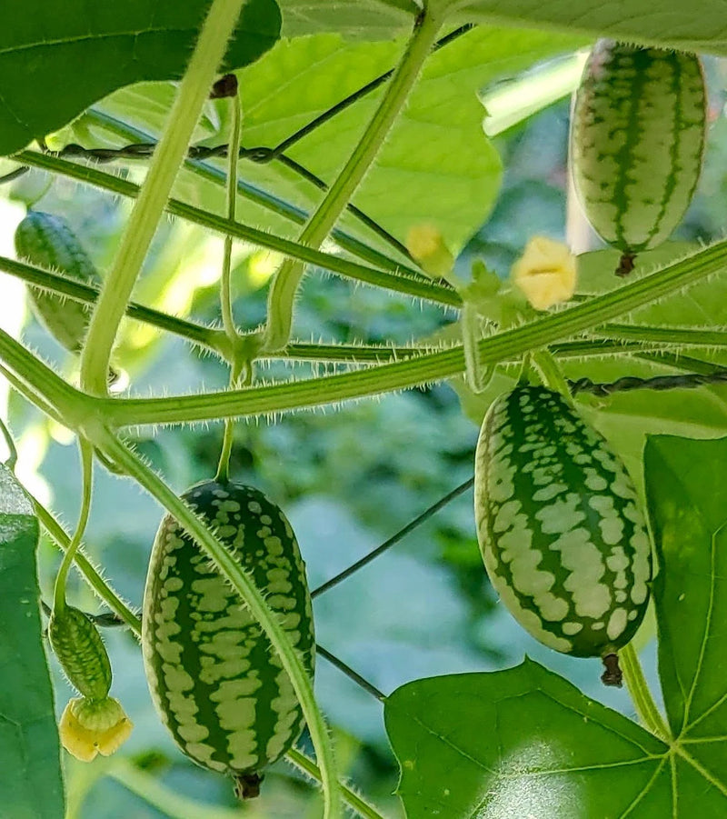 Cucamelon Seeds for Planting – Melothria scabra Heirloom Garden Seeds