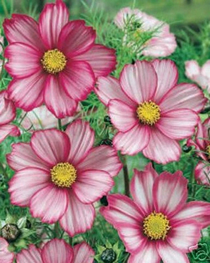 Cosmos Peppermint flower seeds