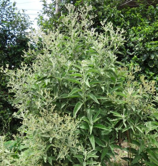 Green Balsamifera flower seeds