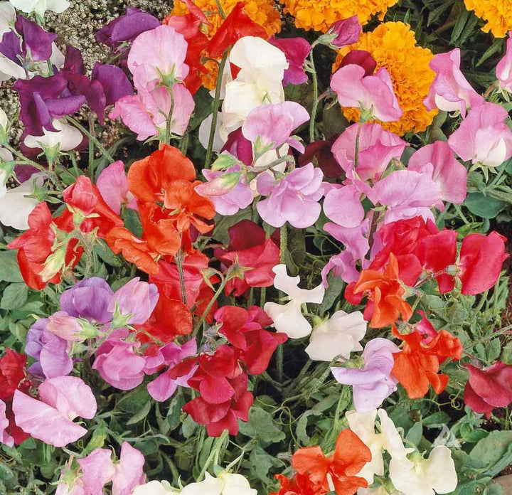 Sweet Pea flower seeds