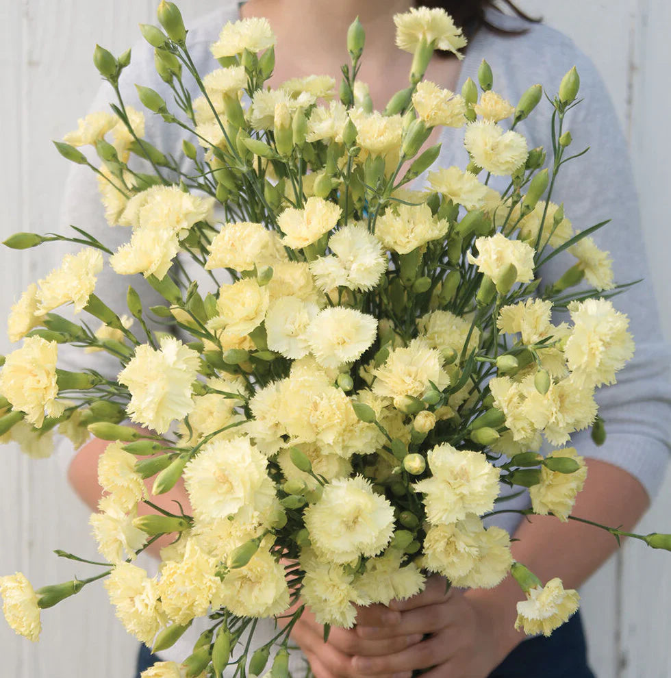 Cream Carnation flower seeds