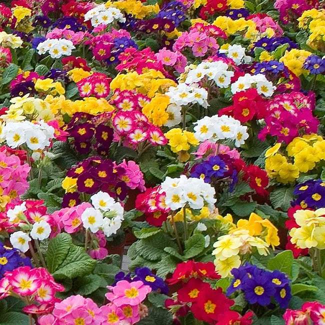 Primula flower seeds