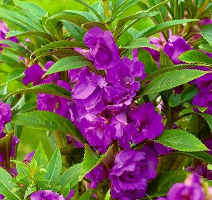 Violet Balsam flower seeds