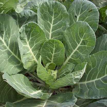 Green Collard Vegetable Seeds for Planting – Heirloom Non-GMO Garden Seeds