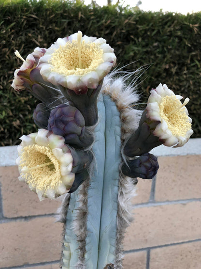 Blue Pilosocereus Flower Seeds for Planting – Heirloom Non-GMO Garden Seeds
