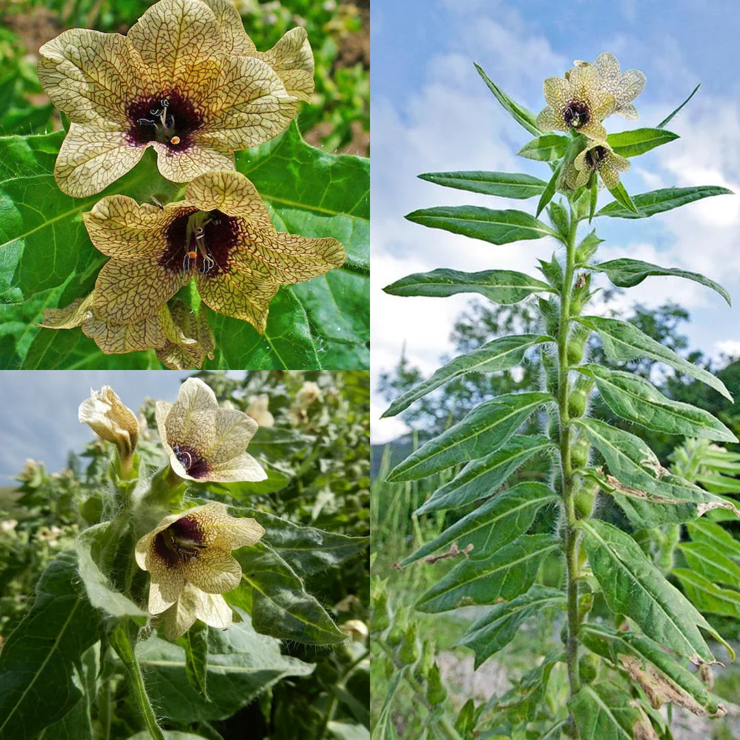 Cream Henbane flower seeds