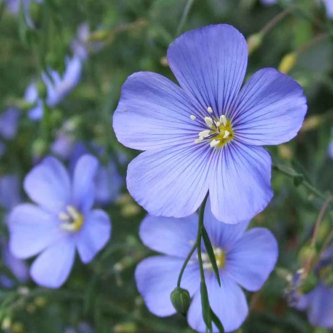 Blue Crystal flower seeds