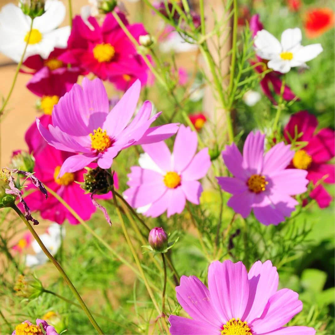 Cosmos flower seeds