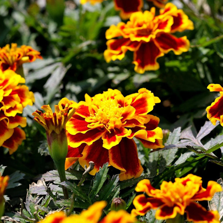 Durango Bee Marigold plant